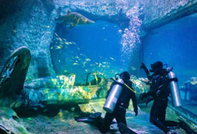 Shark Dive at The National Aquarium, Abu Dhabi